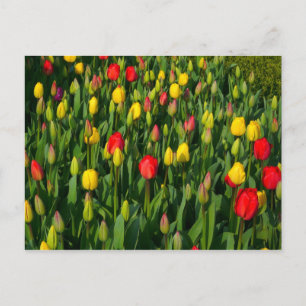 Kleurrijke Tulpen Briefkaart