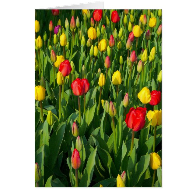 Kleurrijke Tulpen II - Verticaal (Voorkant)