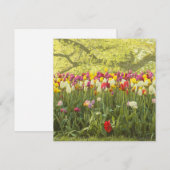 Kleurrijke tulpen in een park (Voorkant / Achterkant)