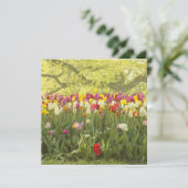 Kleurrijke tulpen in een park (Staand voorkant)