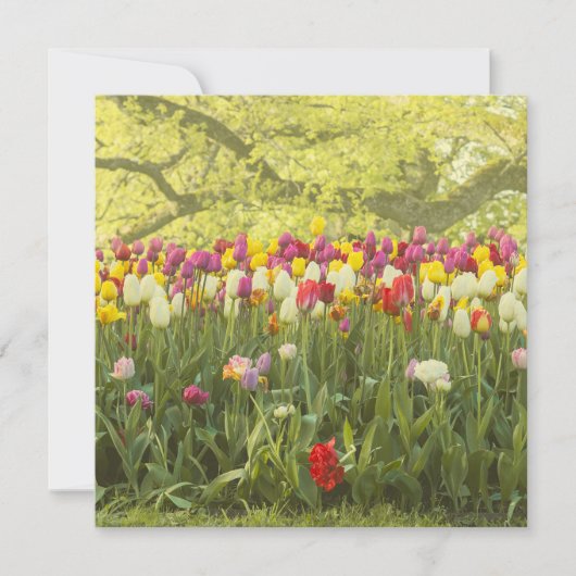 Kleurrijke tulpen in een park (Voorkant)