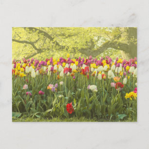Kleurrijke tulpen in een park 2 briefkaart