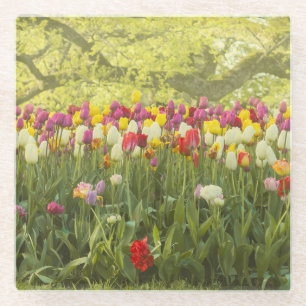 Kleurrijke tulpen in een park glazen onderzetter