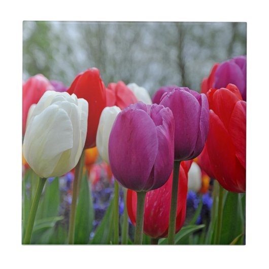 Kleurrijke tulpen schoonheid tegeltje (Voorkant)