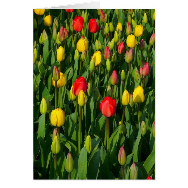 Kleurrijke Tulpen - Verticaal (Voorkant)