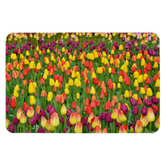 Kleurrijke tulpen voor lente, printmagneet magneet