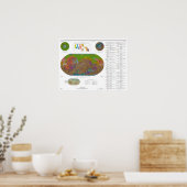 Kleurrijke valse kleurenkaart van Mars Poster (Keuken)