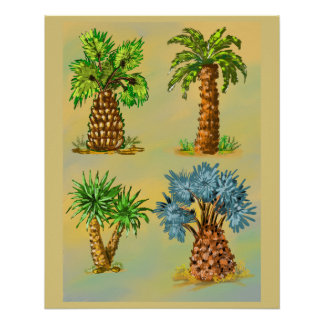 Kleurrijke variëteiten palmbomen. perfect poster