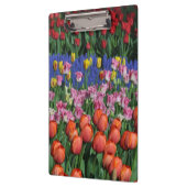 Kleurrijke veertulpen klembord (Links)