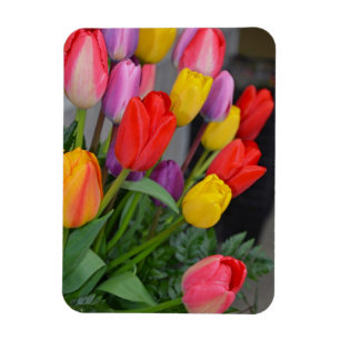Kleurrijke veertulpen magneet