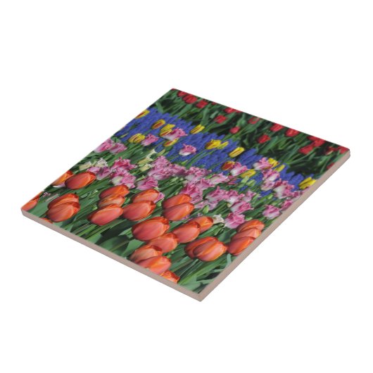 Kleurrijke veertulpen tegeltje (Zijkant)