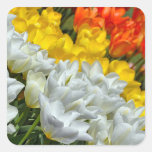 Kleurrijke veertulpensticker vierkante sticker