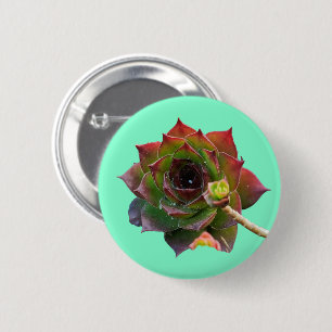 Kleurrijke Vetplant Sempervivum Plant Ronde Button 5,7 Cm