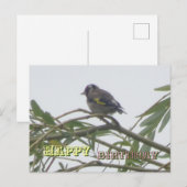 Kleurrijke Vink Gelukkige Verjaardag Ansichtkaart Briefkaart (Voorkant / Achterkant)