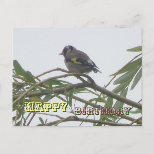 Kleurrijke Vink Verjaardag Postkaart (Voorkant)