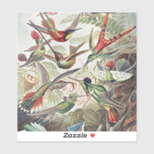 Kleurrijke Vintage Ernst Haeckel Hummingbird Poste Sticker