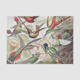 Kleurrijke Vintage Ernst Haeckel Hummingbird Poste Tissuepapier