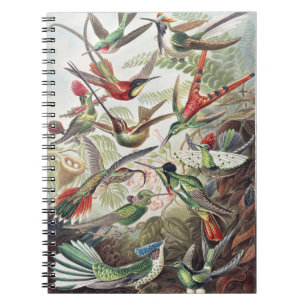 Kleurrijke Vintage Ernst Haeckel Kolibrie Poster Notitieboek