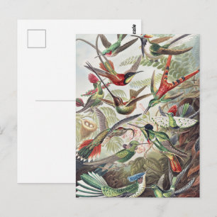 Kleurrijke Vintage Hummingbird Poster van Ernst Ha Briefkaart