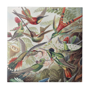 Kleurrijke Vintage Hummingbird Poster van Ernst Ha Tegeltje