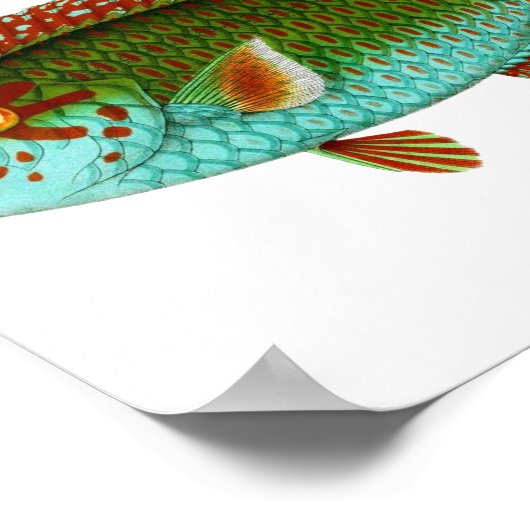 Kleurrijke  vis poster (Hoek)