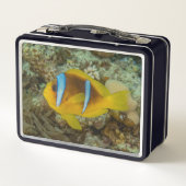 Kleurrijke vissen zwemmen in het Rode Zee Eilat Is (Achterkant)