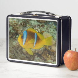 Kleurrijke vissen zwemmen in het Rode Zee Eilat Is