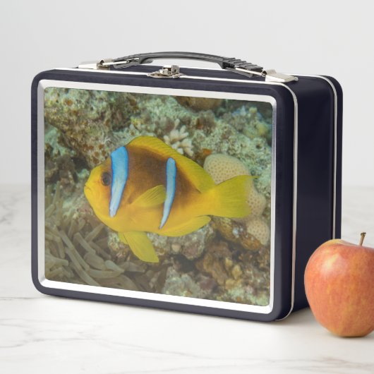 Kleurrijke vissen zwemmen in het Rode Zee Eilat Is (In situ)