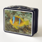 Kleurrijke vissen zwemmen in het Rode Zee Eilat Is (Voorkant)