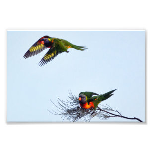 Kleurrijke vliegende Loriket-parrots Australië Foto Afdruk