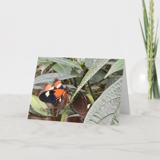 Kleurrijke Vlinder Groet Kaart (Voorkant)