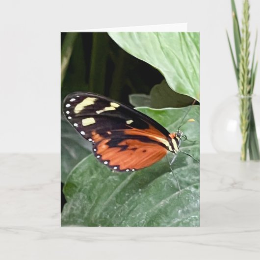 Kleurrijke Vlinder Groet Kaart (Voorkant)