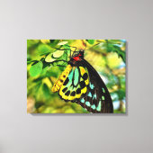 Kleurrijke vlinder op doek canvas afdruk (Voorkant)