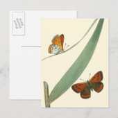 Kleurrijke vlinders fluiten rond een lef briefkaart (Voorkant / Achterkant)