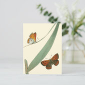 Kleurrijke vlinders fluiten rond een lef briefkaart (Staand voorkant)