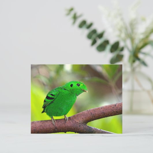 Kleurrijke vogels briefkaart (Staand voorkant)