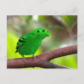 Kleurrijke vogels briefkaart (Voorkant)