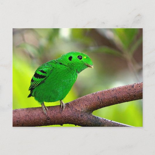 Kleurrijke vogels briefkaart (Voorkant)