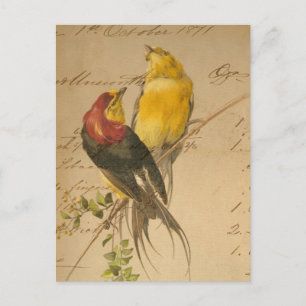 kleurrijke  vogels op  langger papier briefkaart