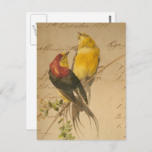 kleurrijke  vogels op  langger papier briefkaart (Voorkant / Achterkant)