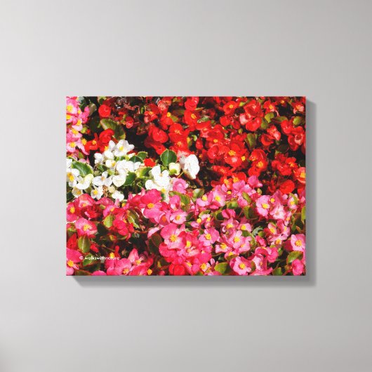 Kleurrijke wasbegonia's canvas afdruk (Voorkant)