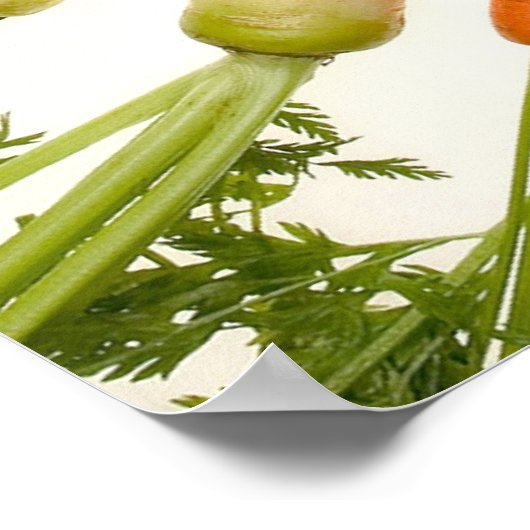 kleurrijke wortelen poster (Hoek)