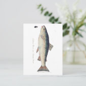 Kleurrijke  zalmillustratie briefkaart (Staand voorkant)