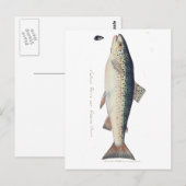 Kleurrijke  zalmillustratie briefkaart (Voorkant / Achterkant)