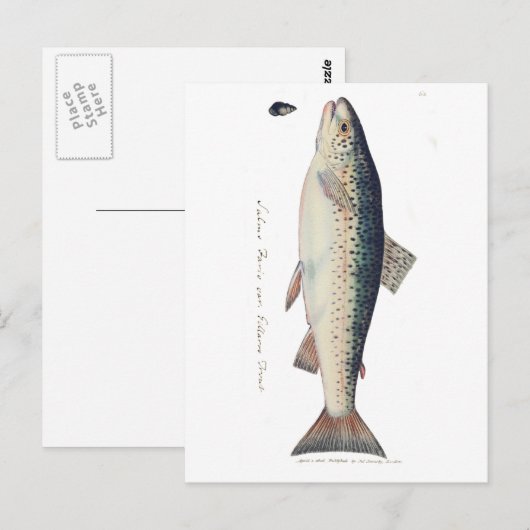 Kleurrijke  zalmillustratie briefkaart (Voorkant / Achterkant)