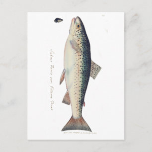 Kleurrijke  zalmillustratie briefkaart