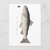 Kleurrijke  zalmillustratie briefkaart (Voorkant)