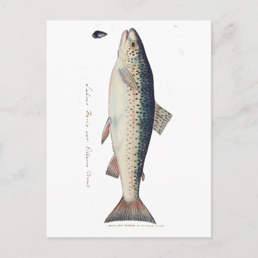 Kleurrijke  zalmillustratie briefkaart (Voorkant)