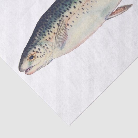 Kleurrijke  zalmillustratie tissuepapier (Detail)