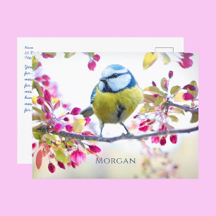 Kleurrijke Zangvogel, Lente Bloesem, Naam, Bericht Briefkaart